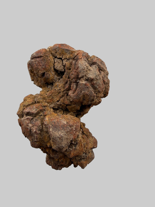 Coprolit