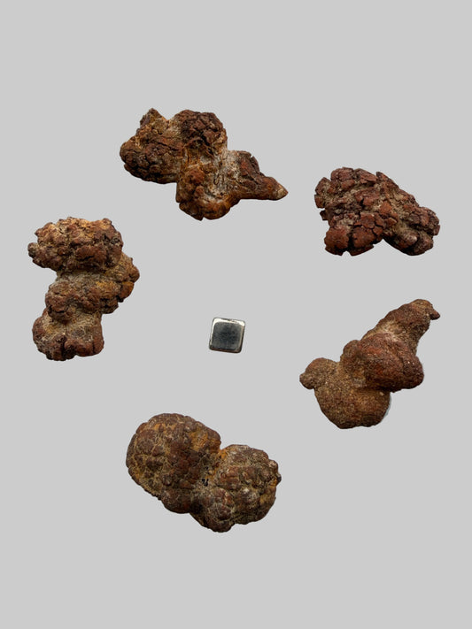 Coprolit