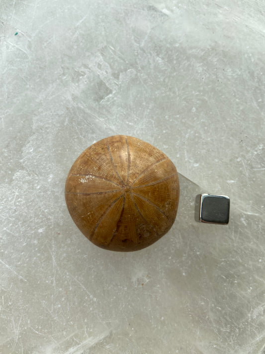 Sand Dollar