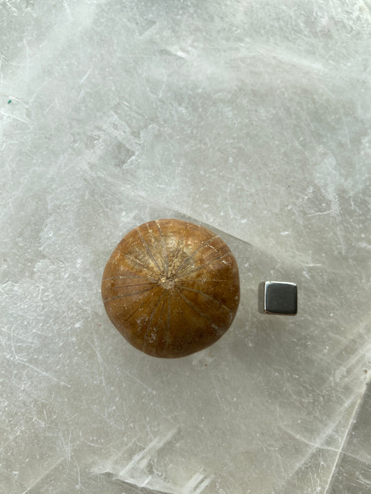 Sand Dollar