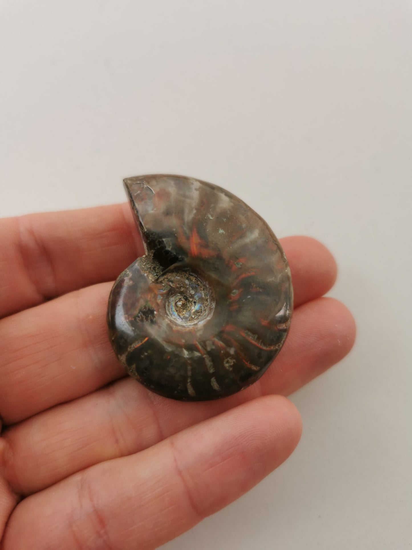Ammonit Opaliseret