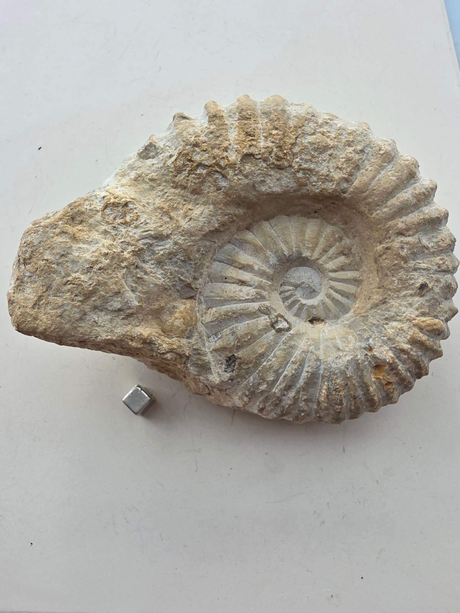 Ammonit – fossil der styrker selvindsigt og personlig udvikling.