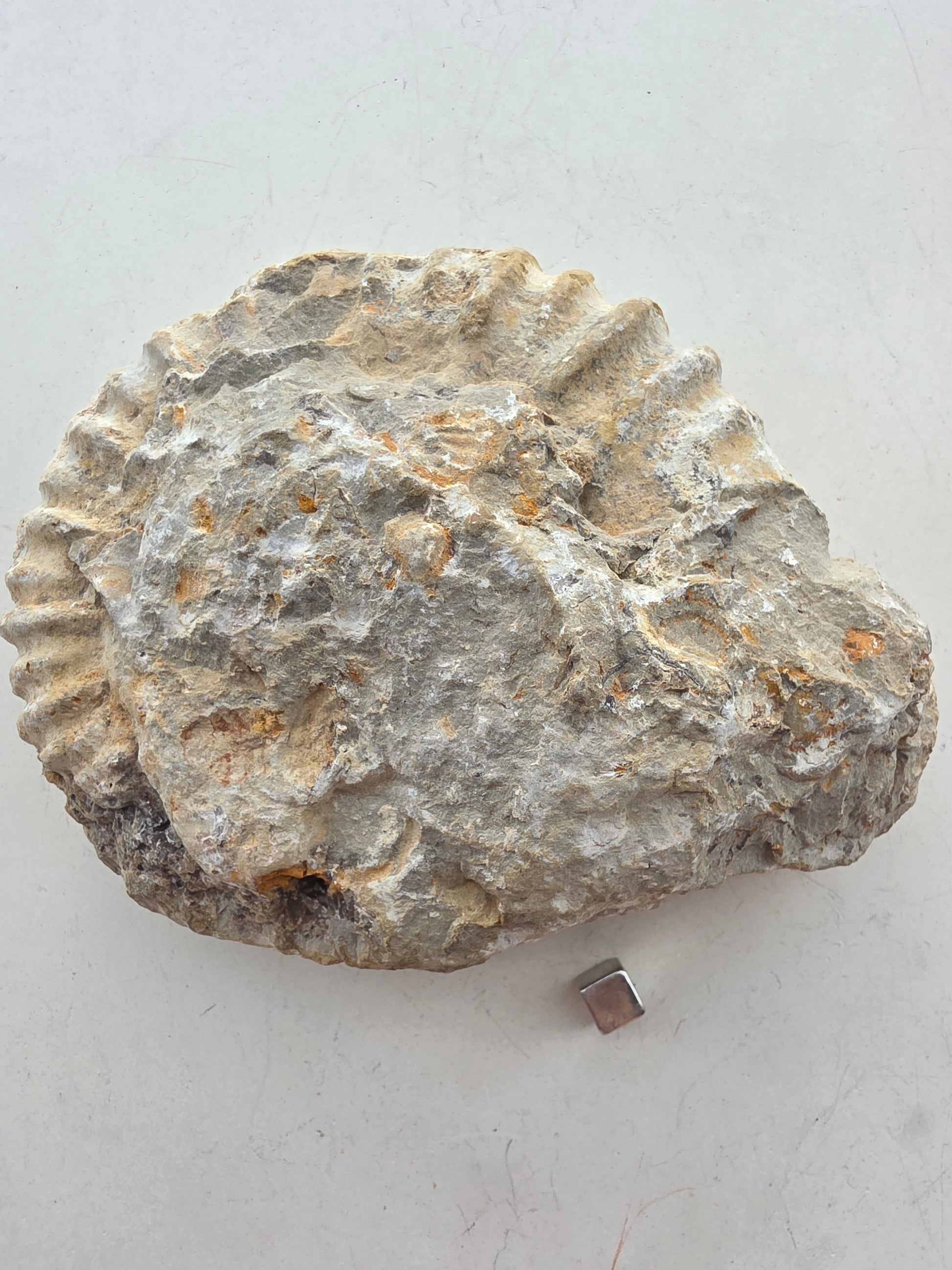 Ammonit – hjælper med genopbygning og indre styrke.