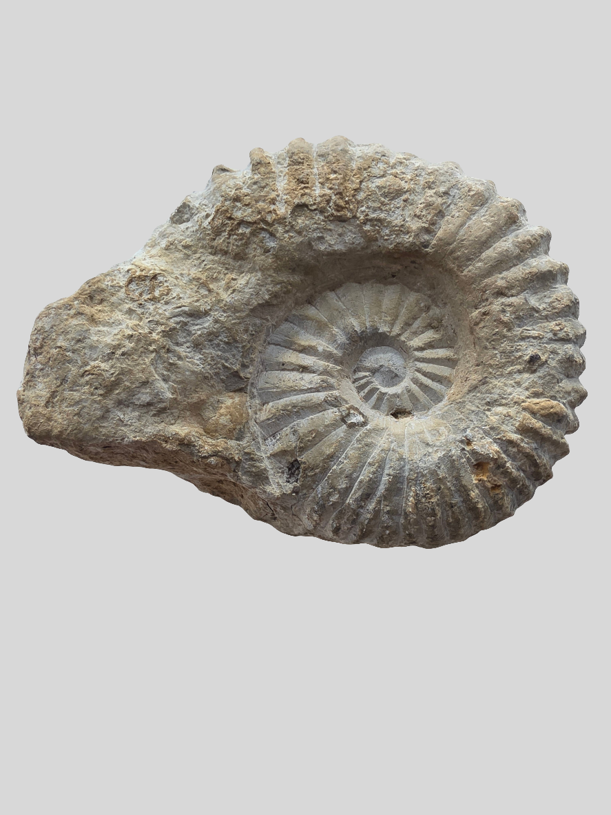 Ammonite fossil – spiralformet symbol på vækst og kontinuerligt fremskridt.