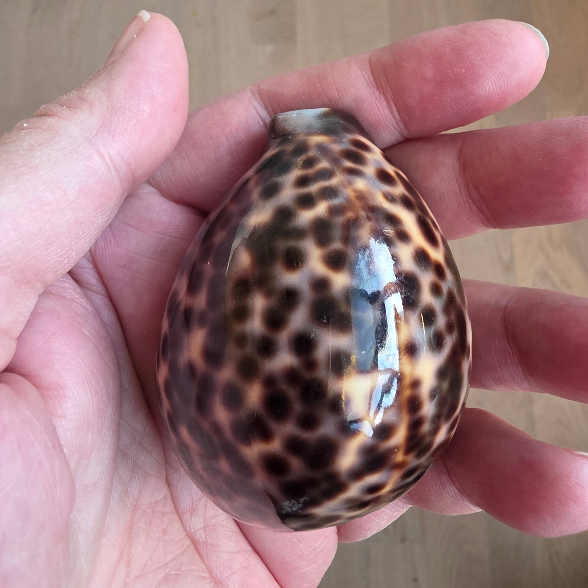 Cowrie muslingeskal