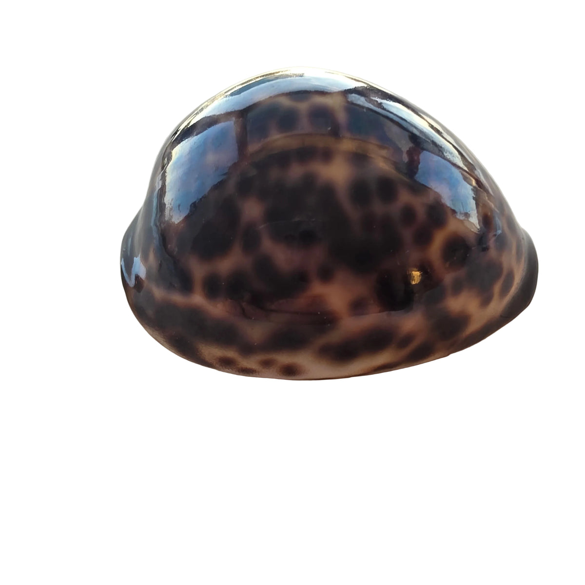 Cowrie muslingeskal