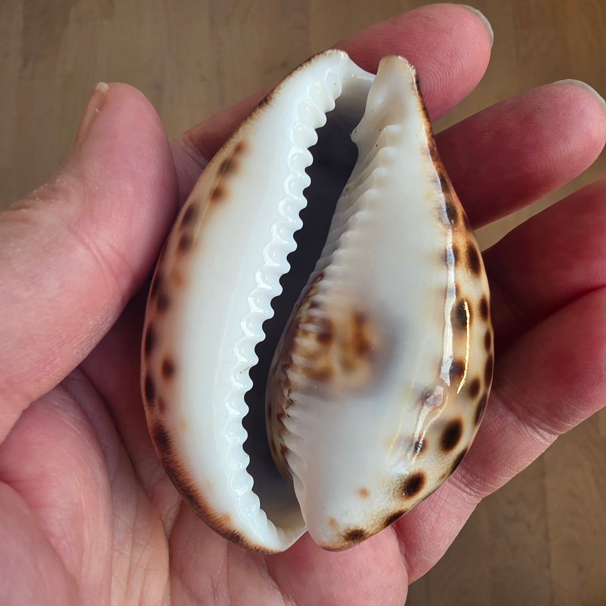Cowrie muslingeskal