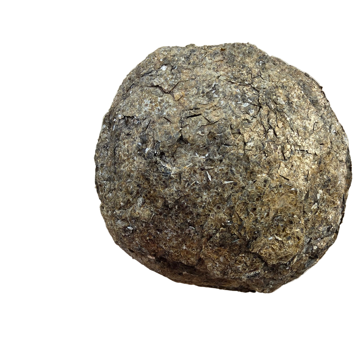 Biotit Linse (kopi)