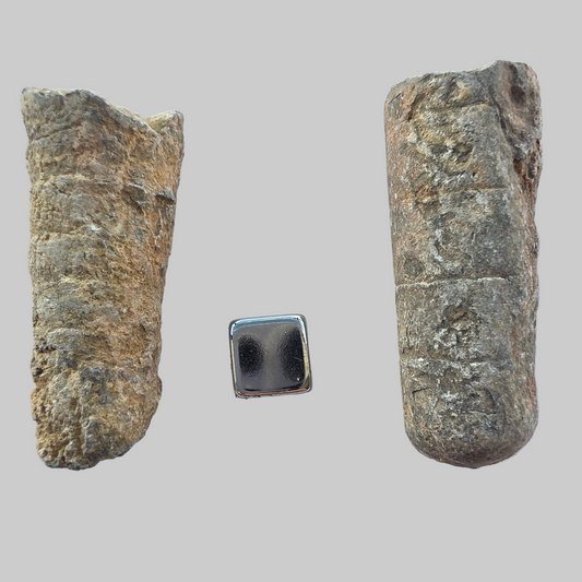 Forstenede søliljer – fossiler der giver grounding og følelsesmæssig stabilitet