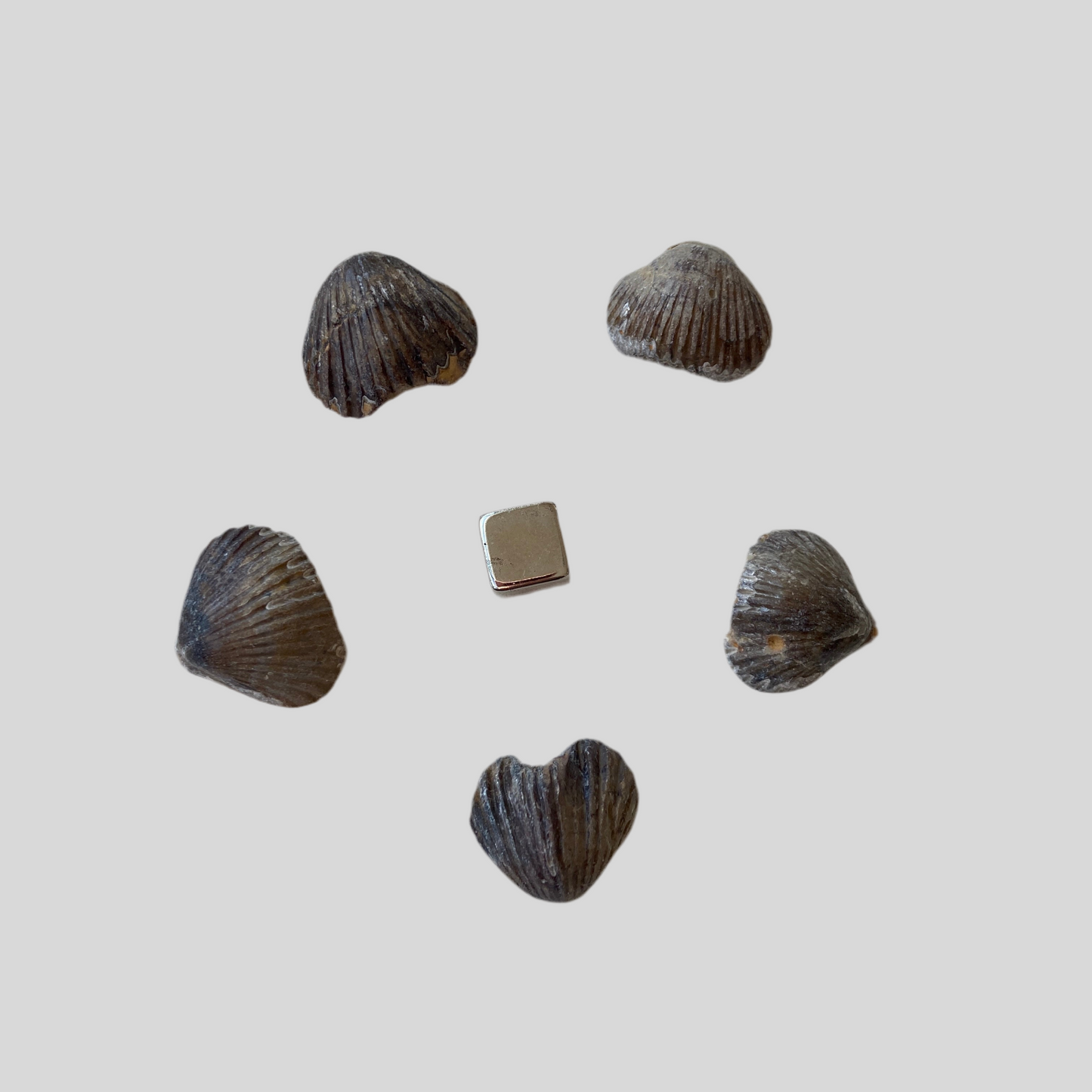 Forstenet musling – fossil fyldt med jordens og havets energi for ro, healing og fornyelse