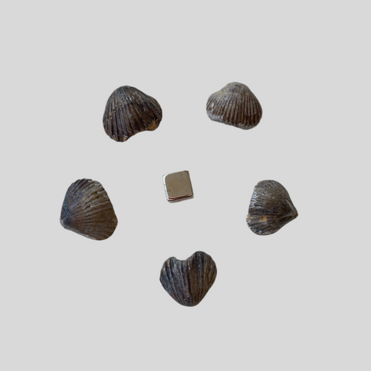 Forstenet musling – fossil fyldt med jordens og havets energi for ro, healing og fornyelse