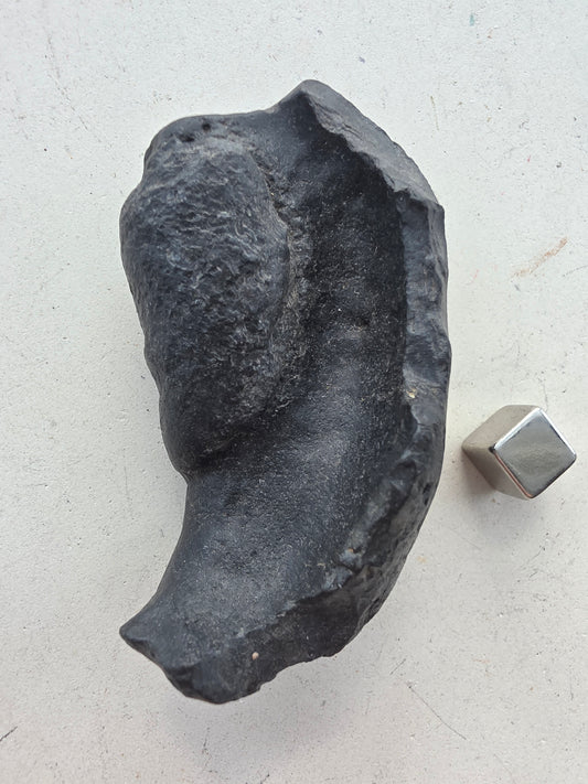 Forstenet øreknogle fra hval – kraftfuldt fossil med dyb visdom.