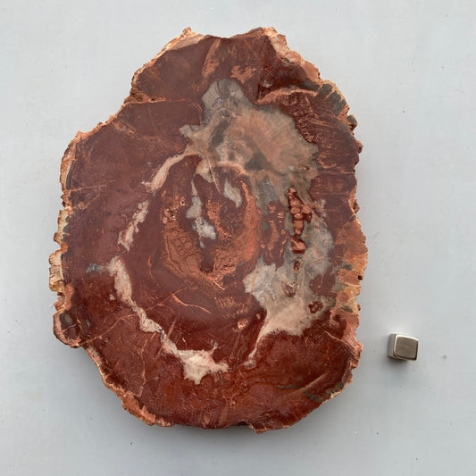 Forstenet træ krystal med stærk grounding og jordforbindelse.