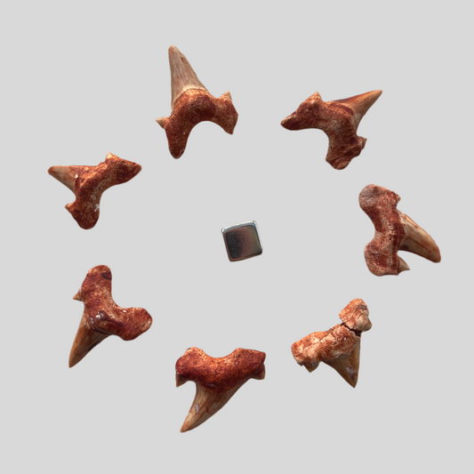Hajtand fossil – symbol på instinkt, mod og indre styrke