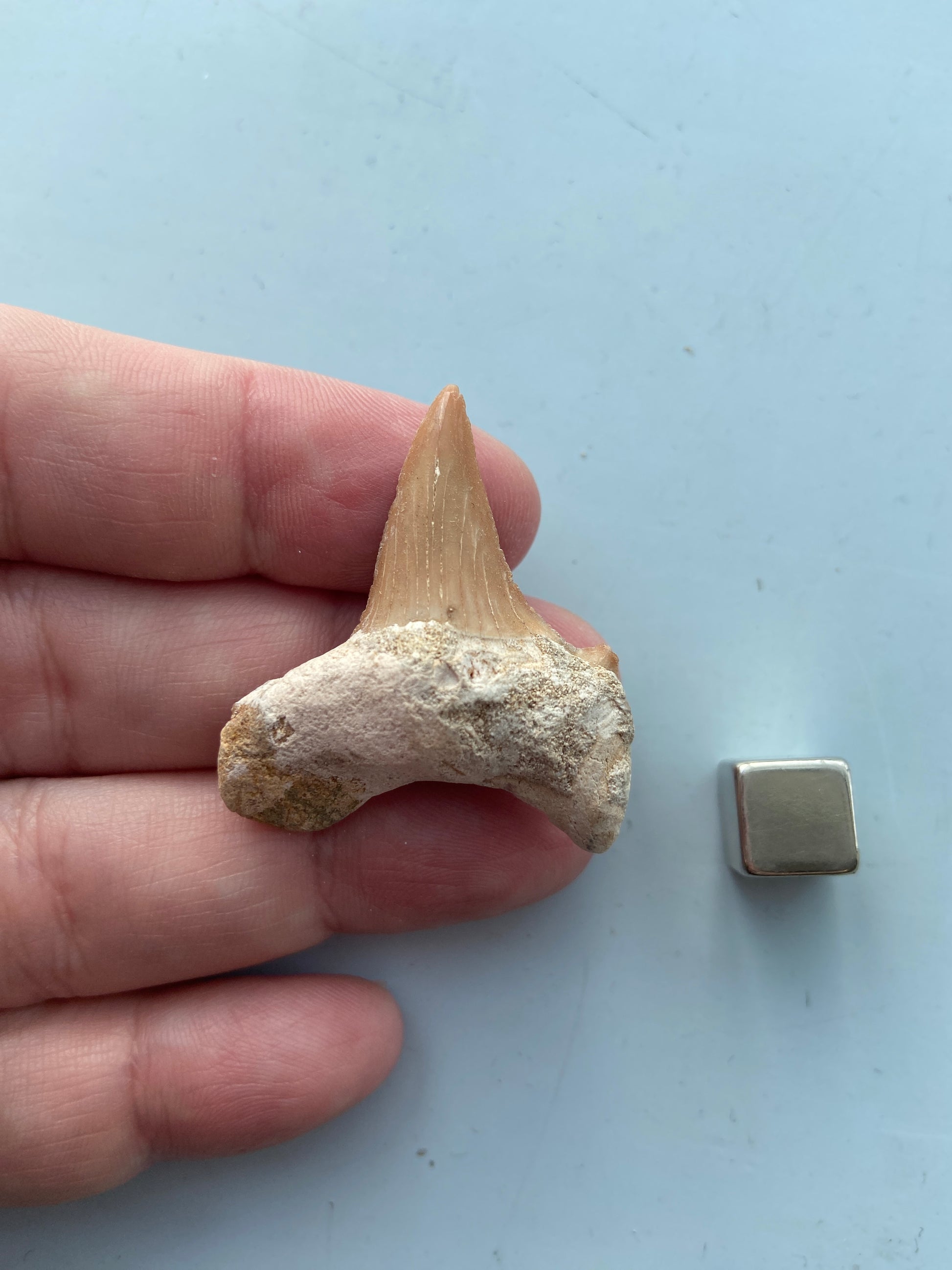 Fossil hajtand – traditionel talisman mod ulykke og negativ energi.