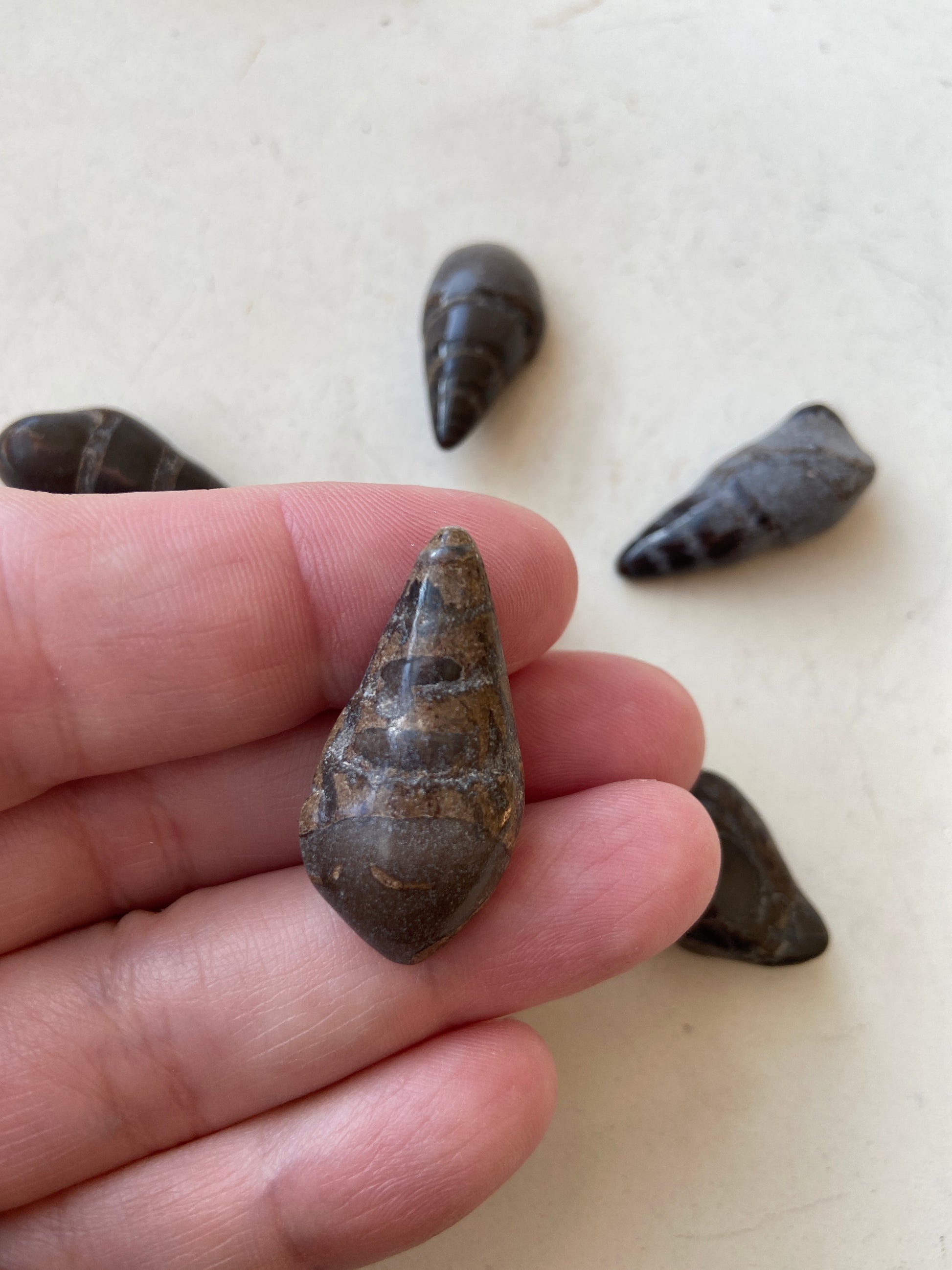 Fossiliseret snegl – forstenet fossil fyldt med naturens og havets energi