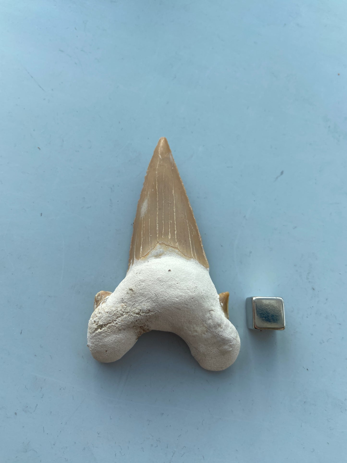 Hajtand amulet – fremmer udholdenhed, viljestyrke og målrettet energi.