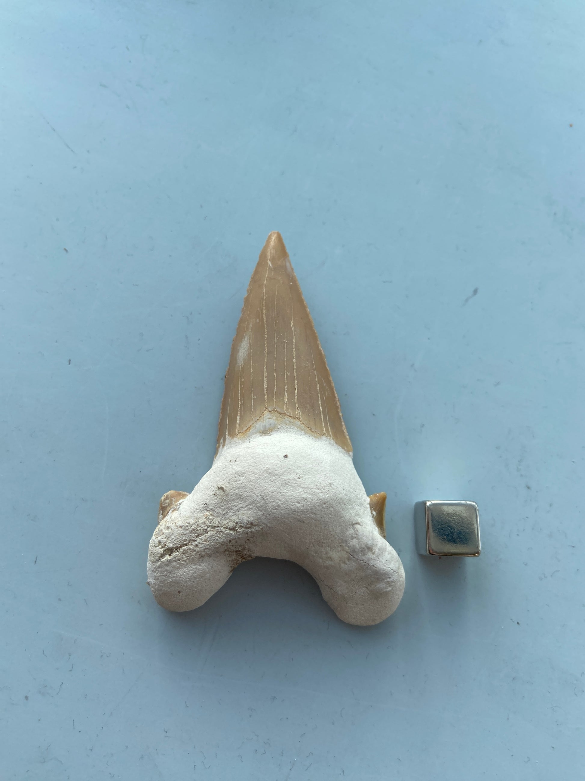 Hajtand amulet – fremmer udholdenhed, viljestyrke og målrettet energi.