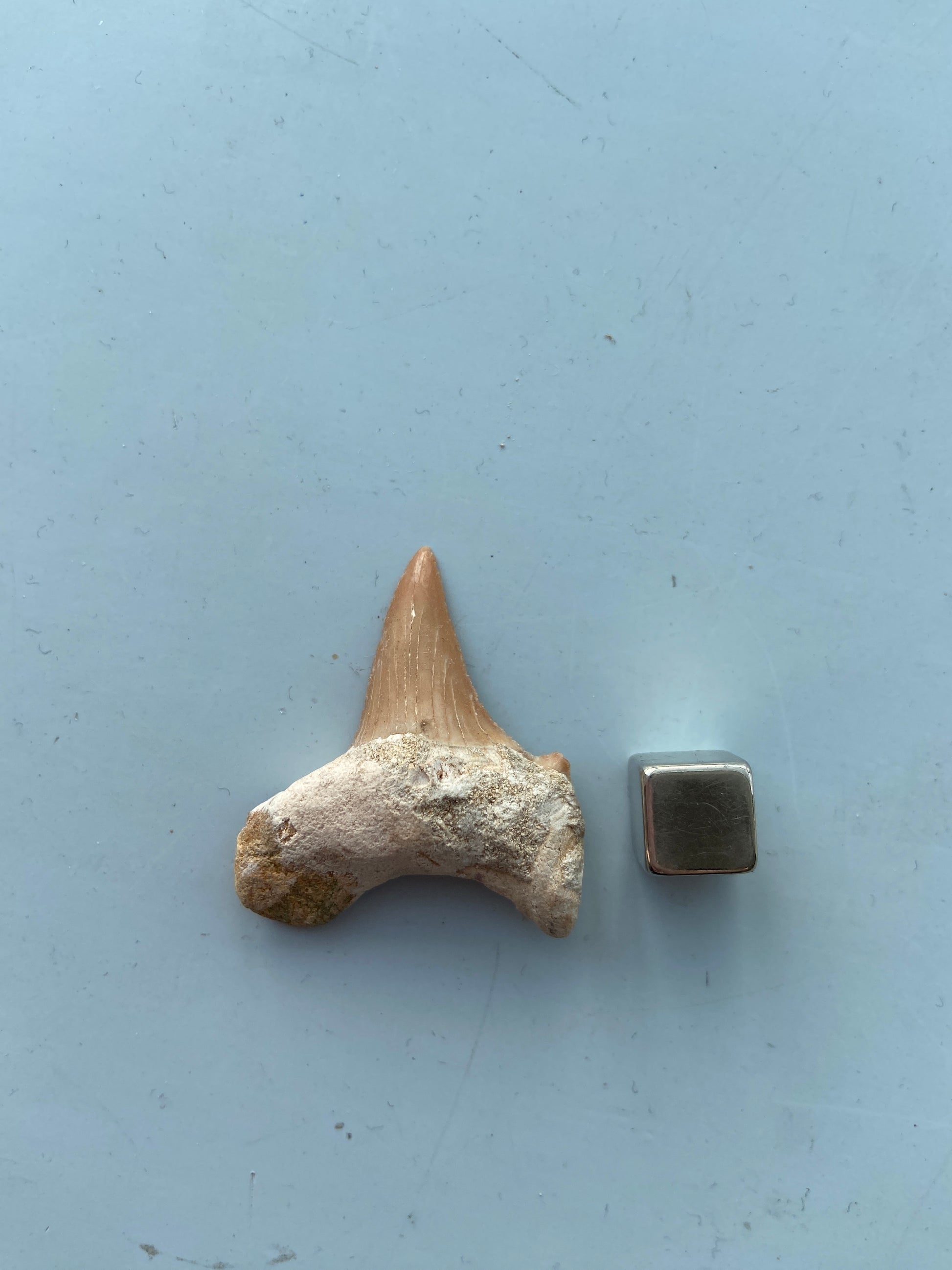 Hajtand amulet – styrker solar plexus og øger handlekraft.