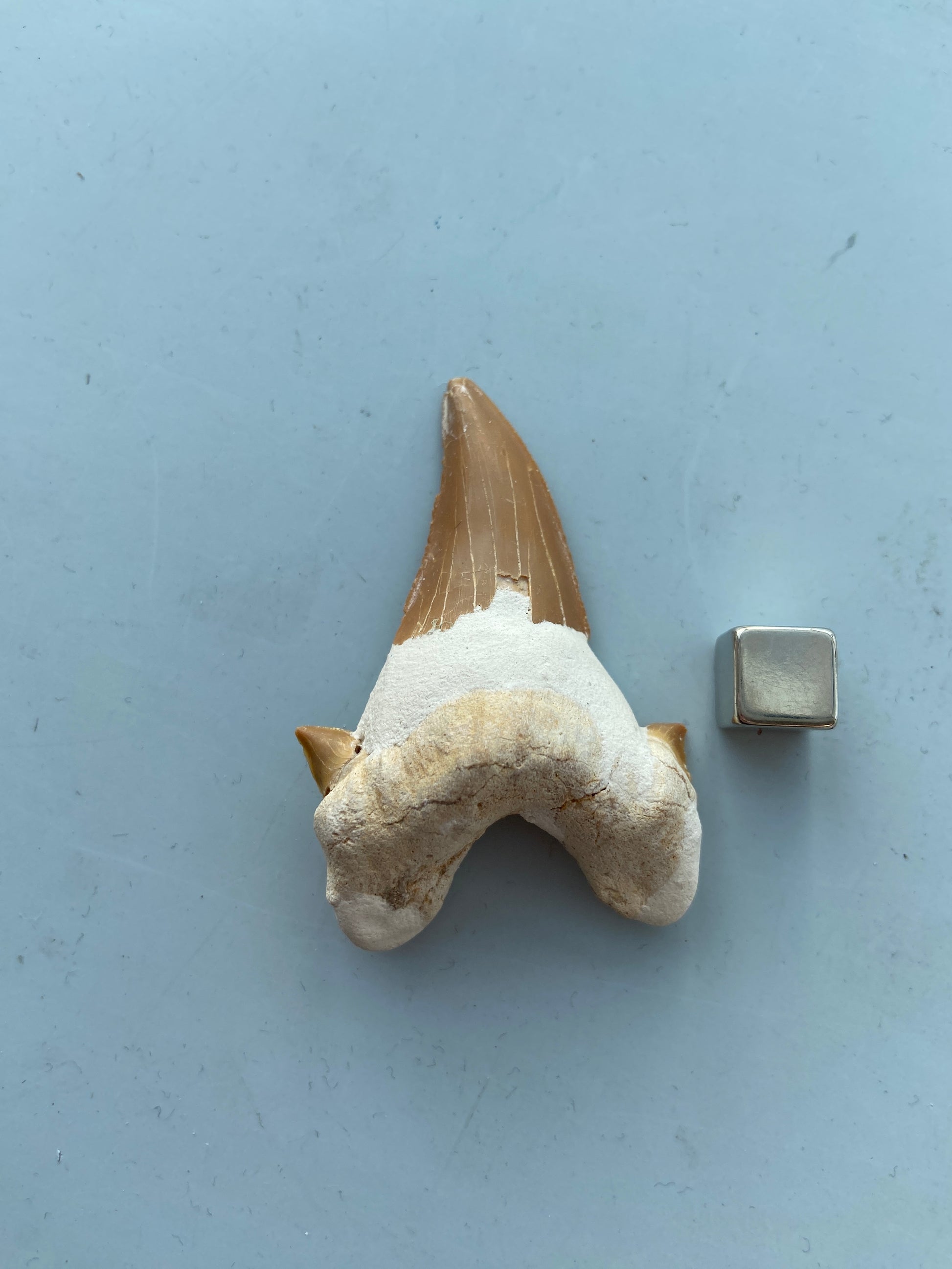 Hajtand amulet – styrker spirituel tilpasning og fleksibel energi.