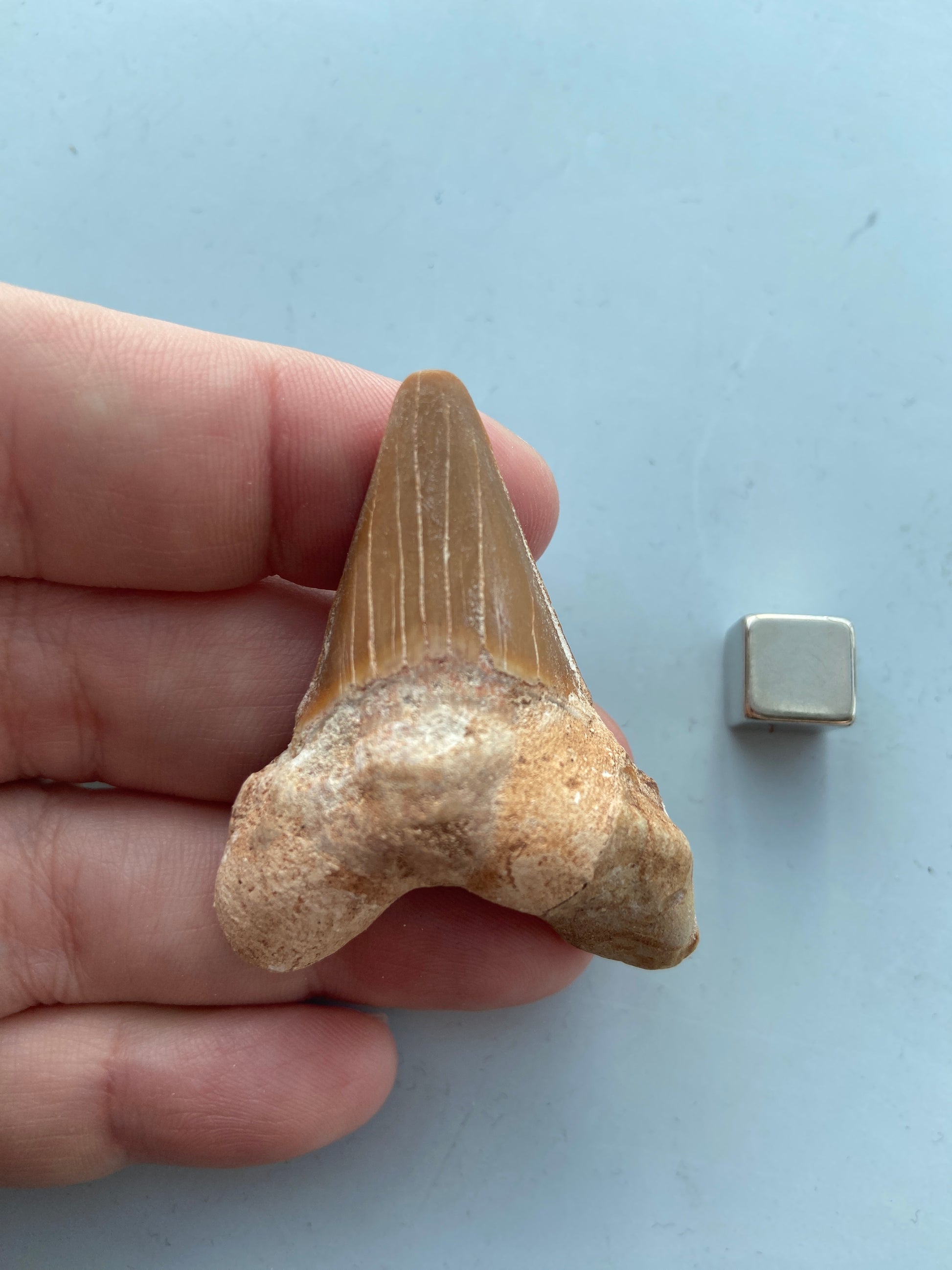 Hajtand – renser sindet og bringer klarhed og tilpassende energi.