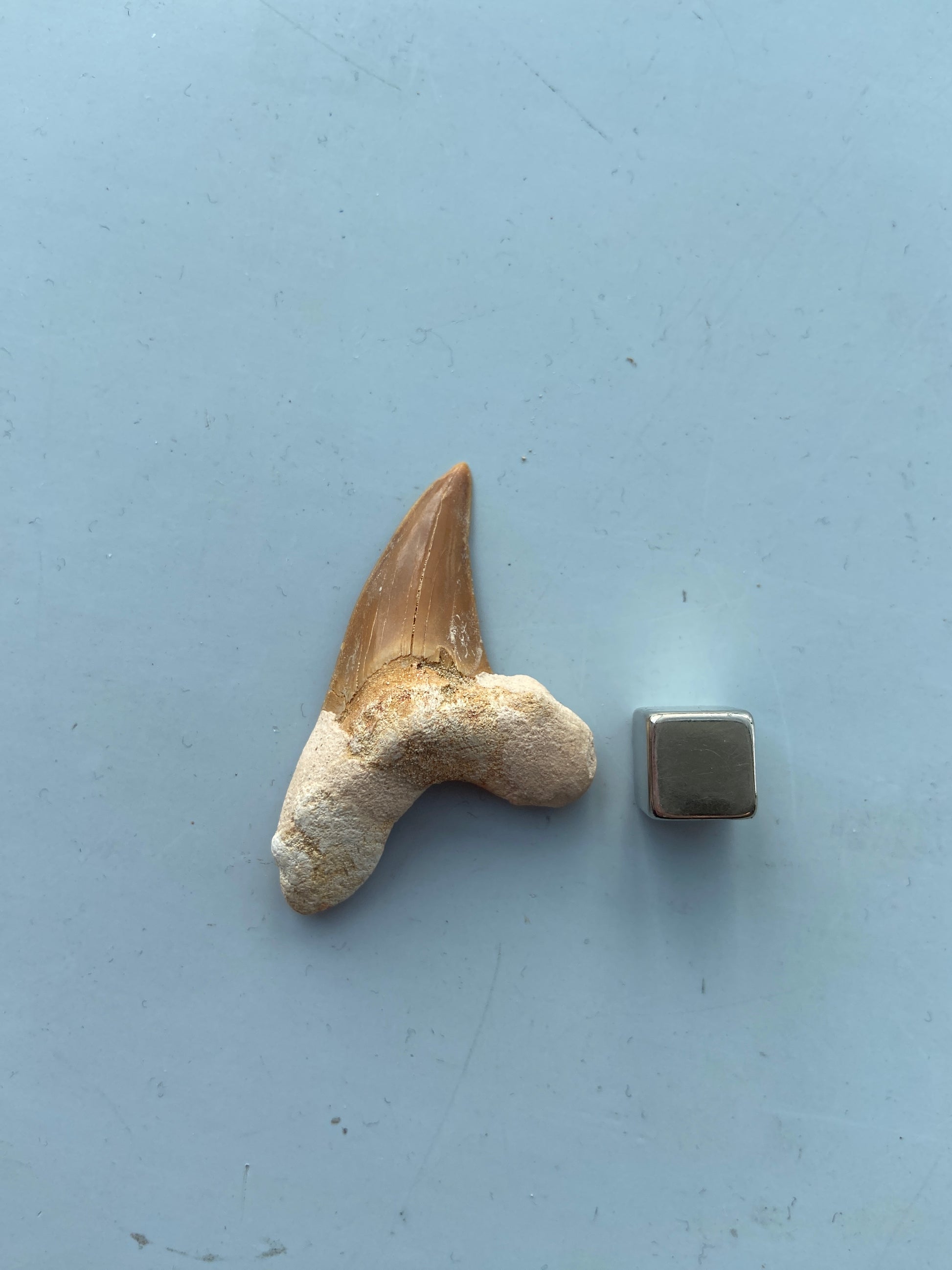 Hajtand fossil – kraftfuld beskyttelsesamulet fyldt med urkraft og styrke.