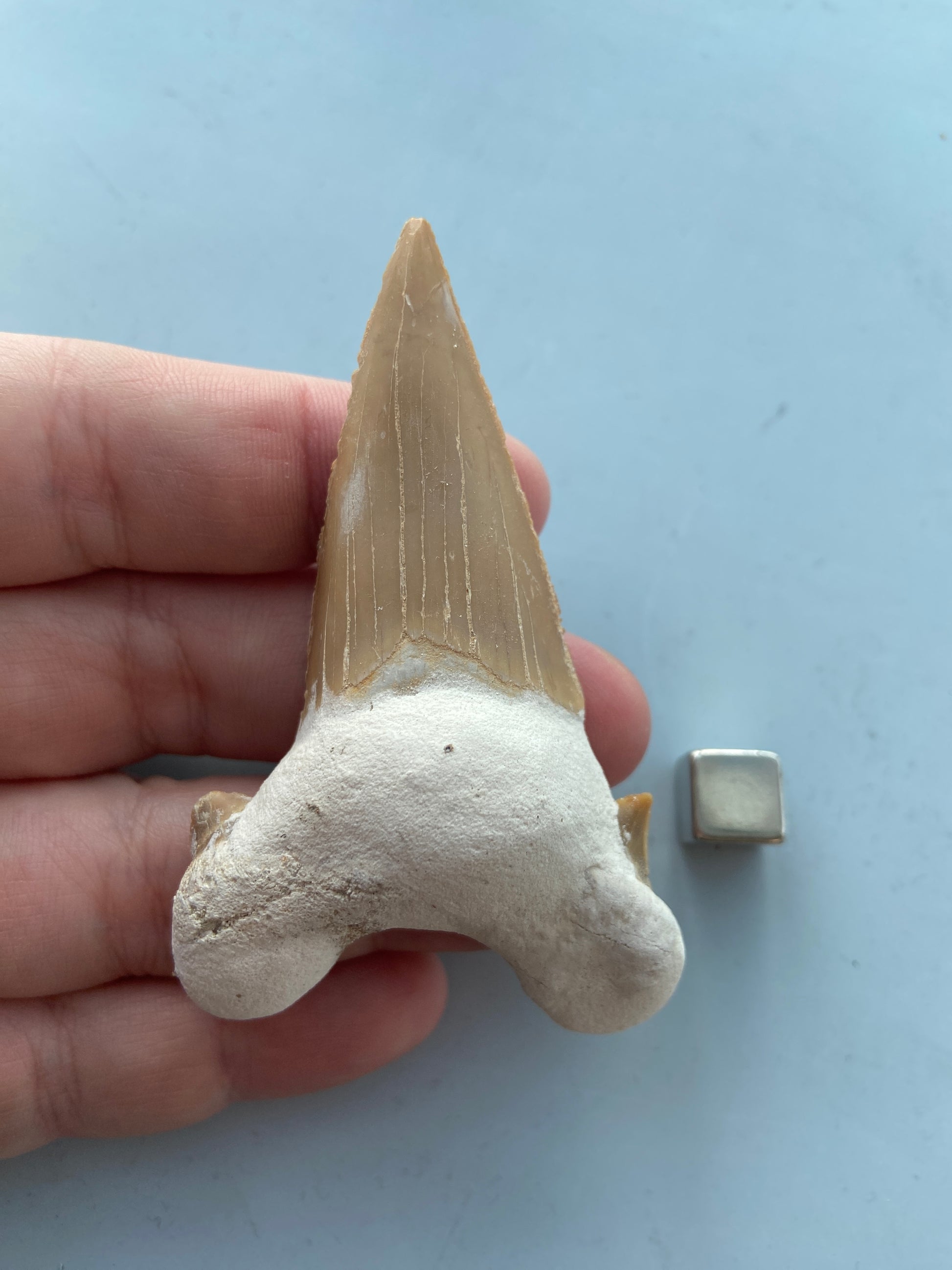 Hajtand fossil – bærer millioner af års evolution, urkraft og dyb visdom.