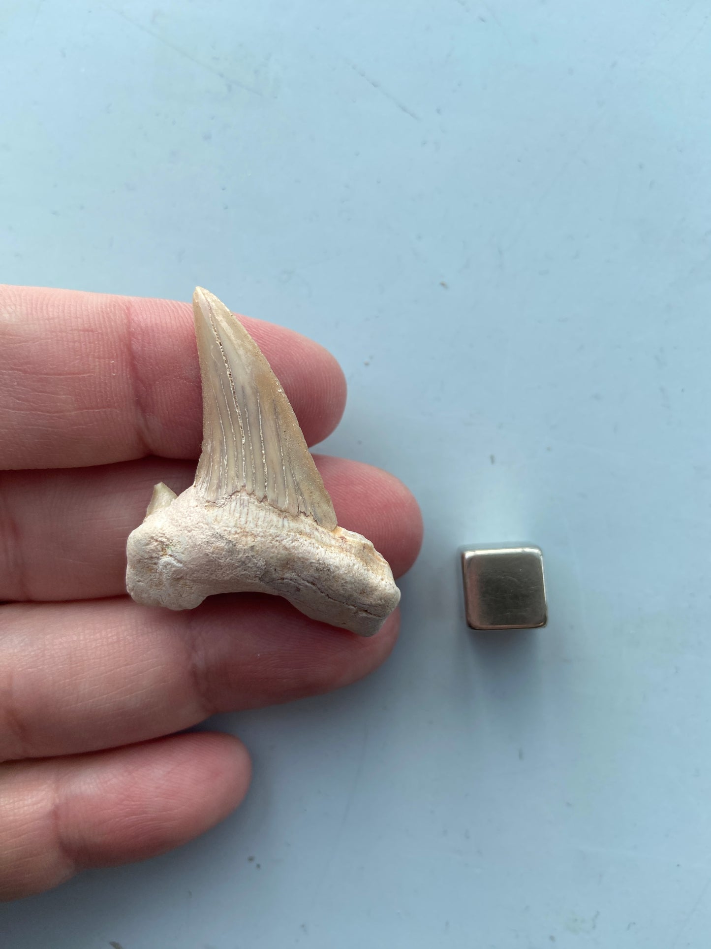 Hajtand fossil – aktiverer rodchakraet og giver stærk grounding.