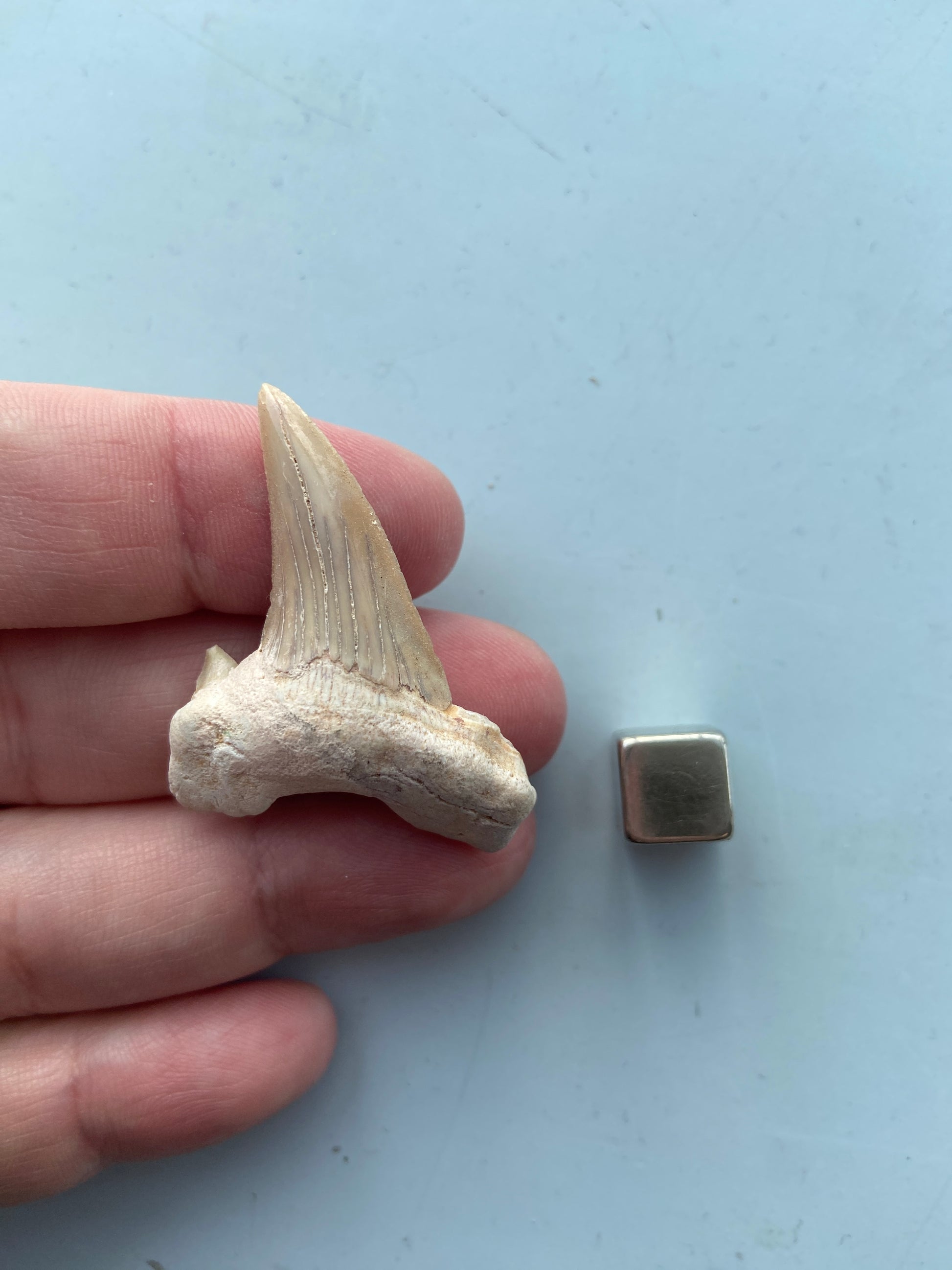 Hajtand fossil – aktiverer rodchakraet og giver stærk grounding.