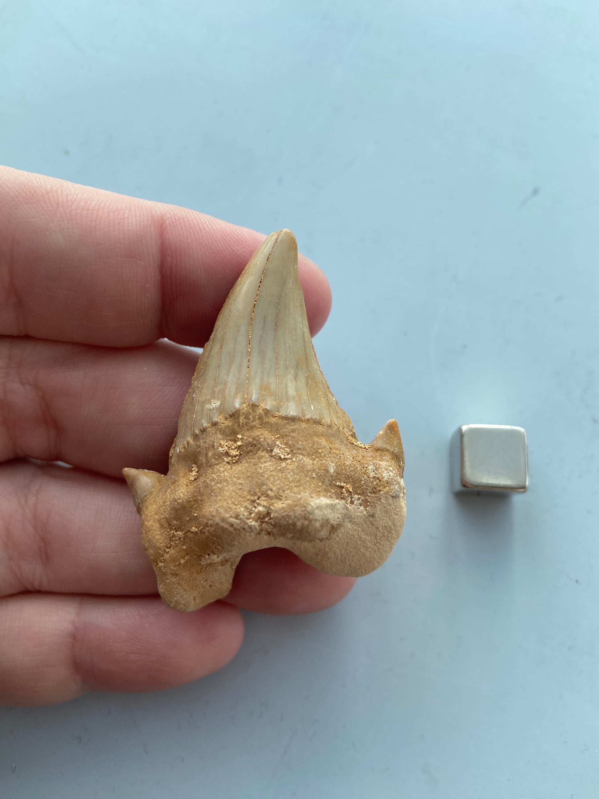 Hajtand fossil – symbol på mod, overlevelse og kampånd.