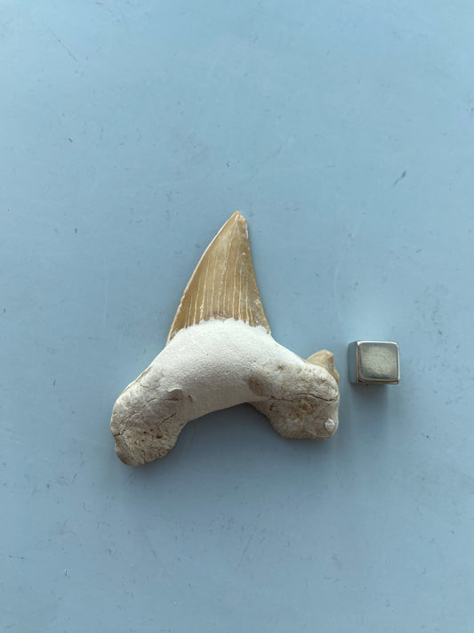 Hajtand fossil – perfekt talisman i udfordrende eller krævende perioder.