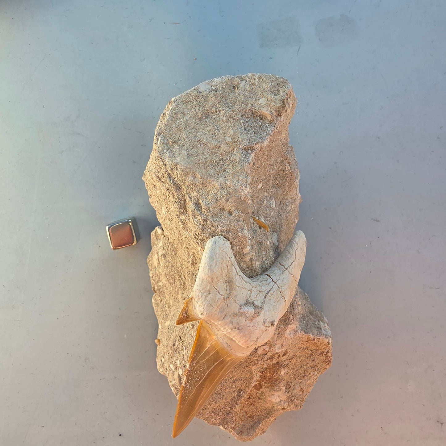 Hajtand fossiler – symbol på urkraft, mod og beslutsomhed