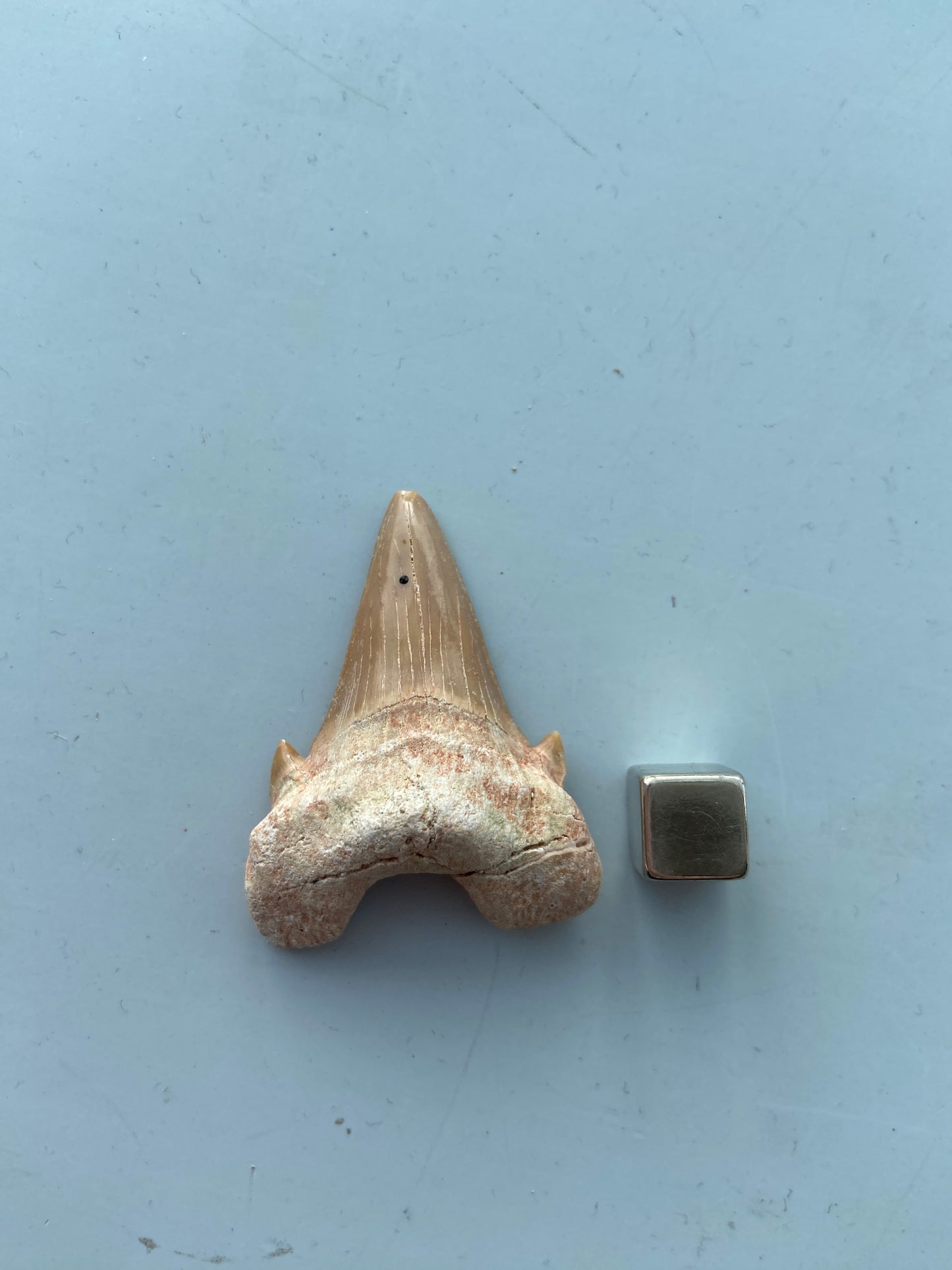 Hajtand – skærper instinkt, intuition og evnen til at mærke fare og muligheder.