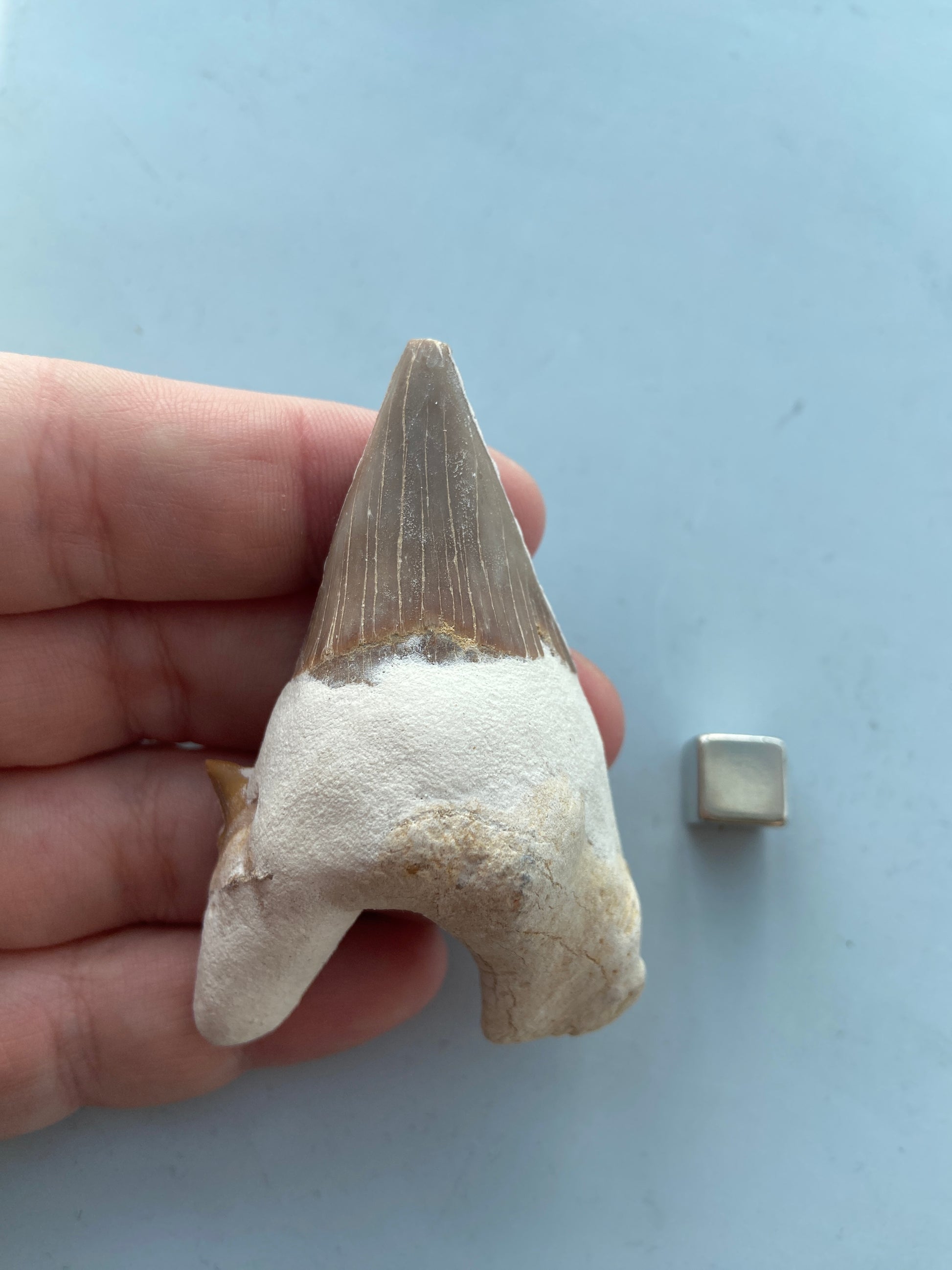 Hajtand – bærer rovdyrsenergi, rå power og indre balance.