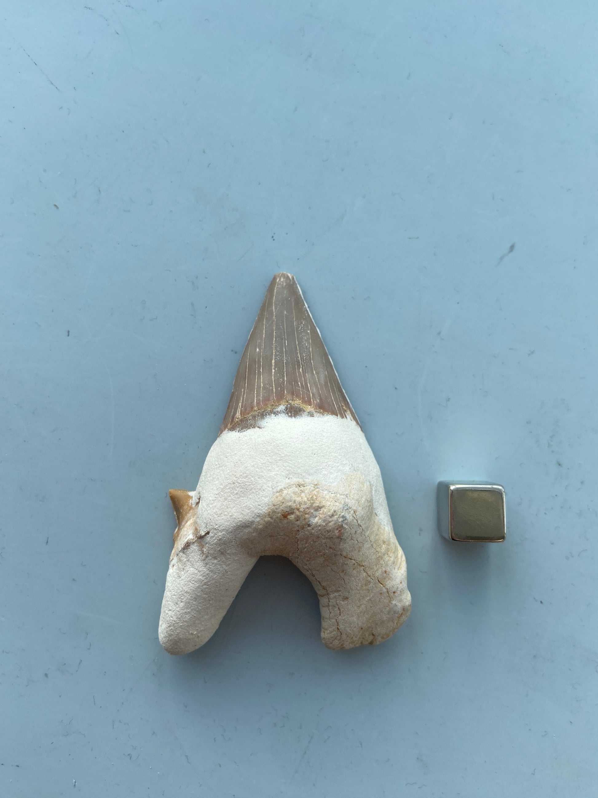 Hajtand – fremmer instinkt, lederskab og modige beslutninger.