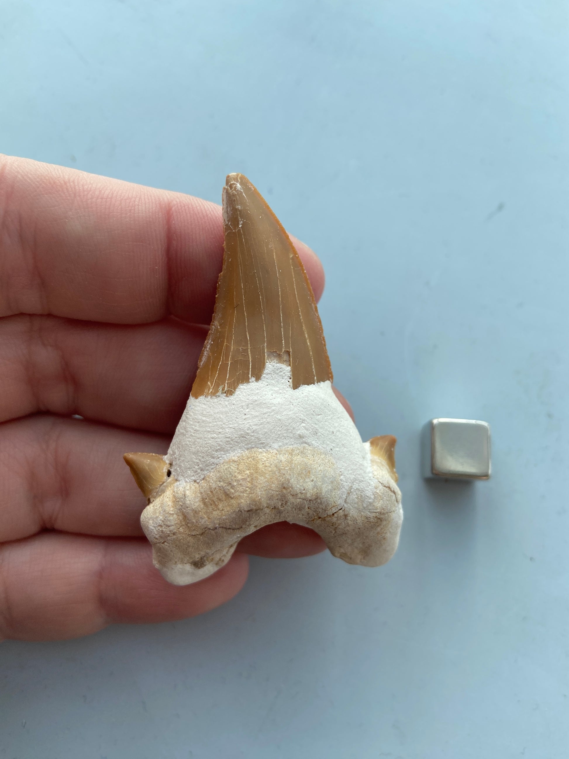 Hajtand smykke – kraftig beskyttelsesenergi mod ydre påvirkninger.