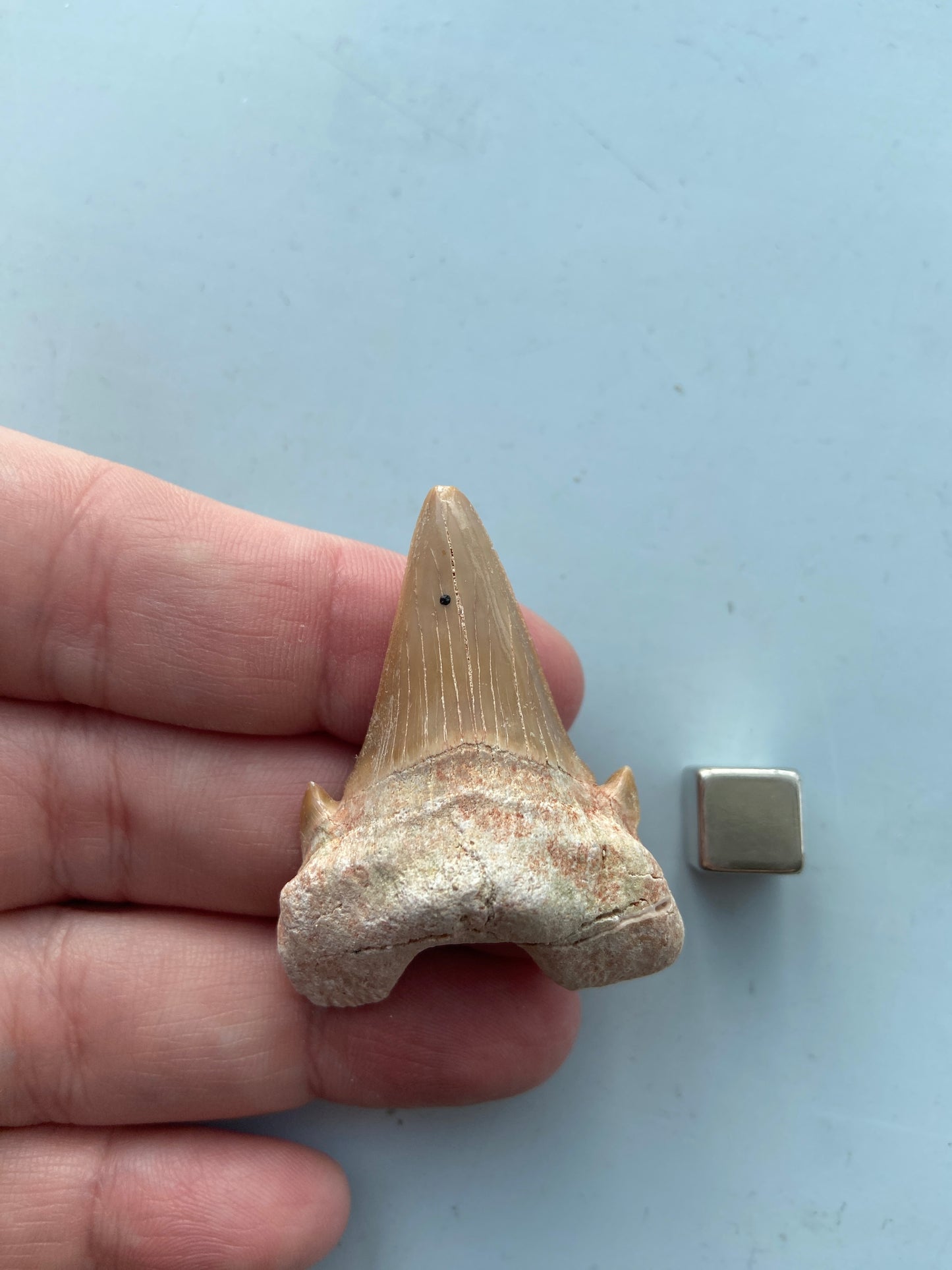 Hajtand smykke – symbol på udholdenhed, sejhed og indre styrke.