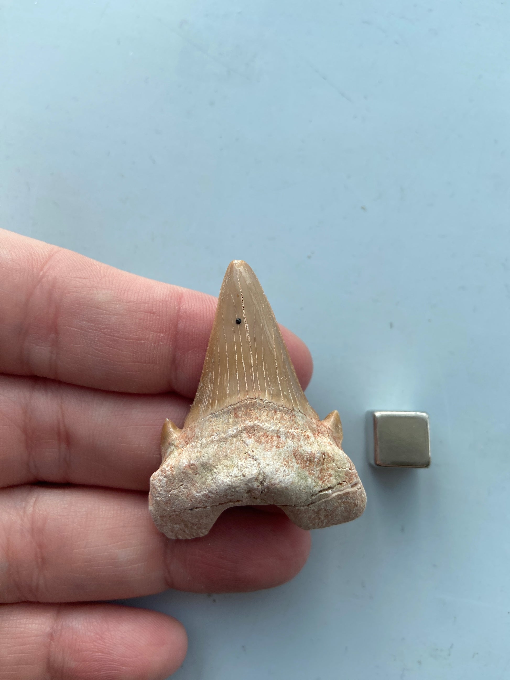 Hajtand smykke – symbol på udholdenhed, sejhed og indre styrke.