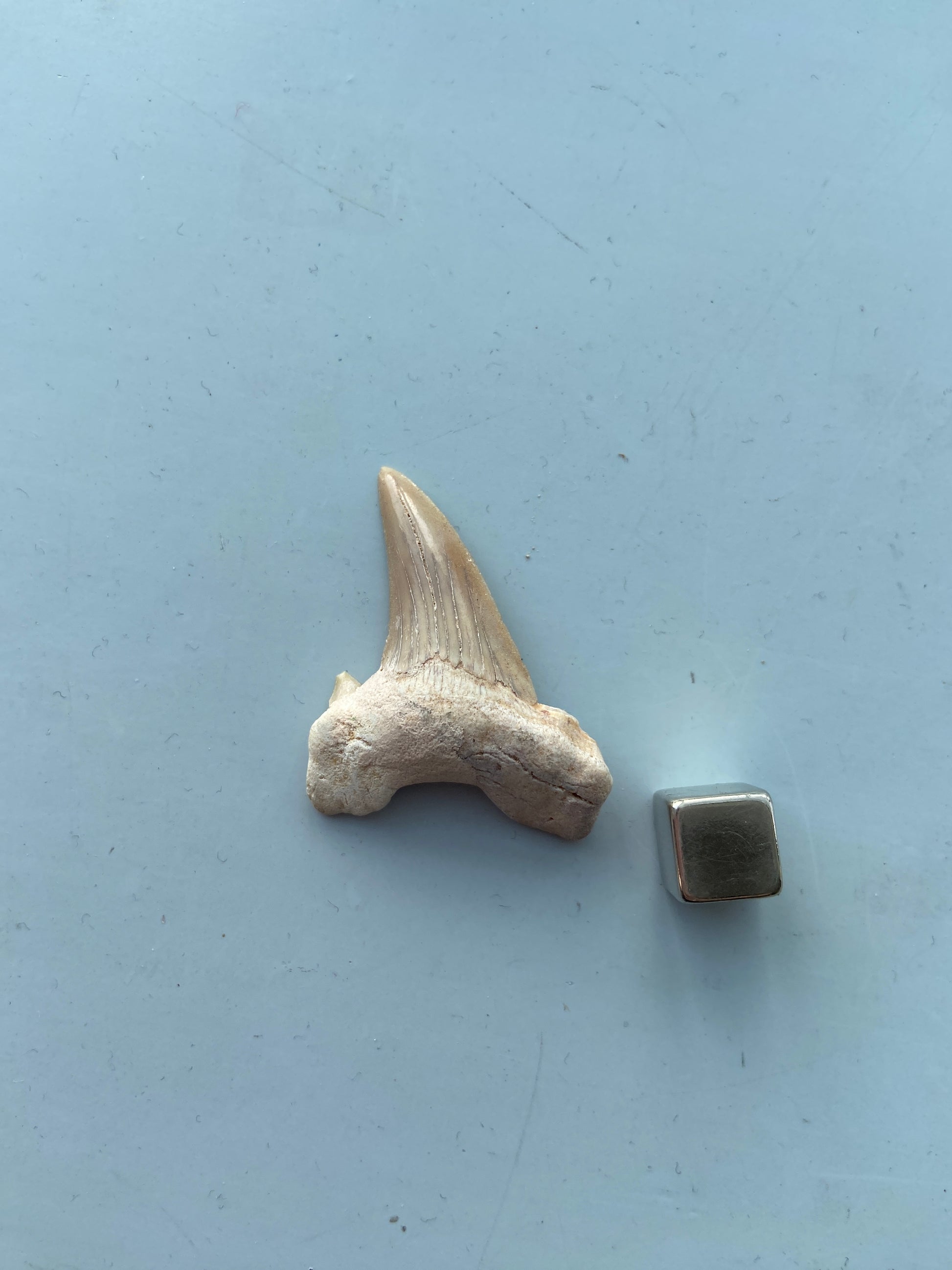 Hajtand vedhæng – styrker mod, beslutsomhed og personlig kraft.