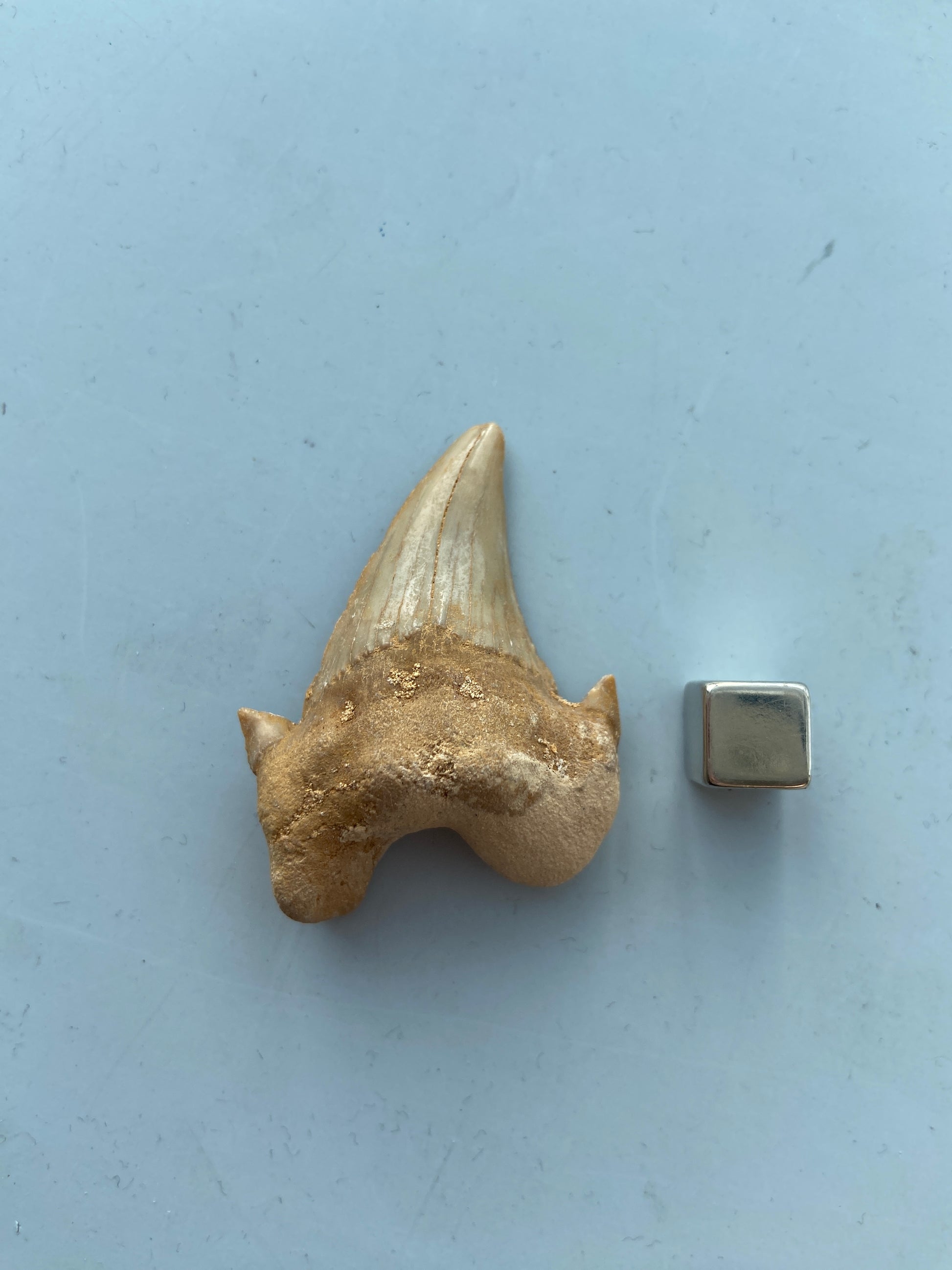 Hajtand vedhæng – udsender rå urkraft og personlig power.