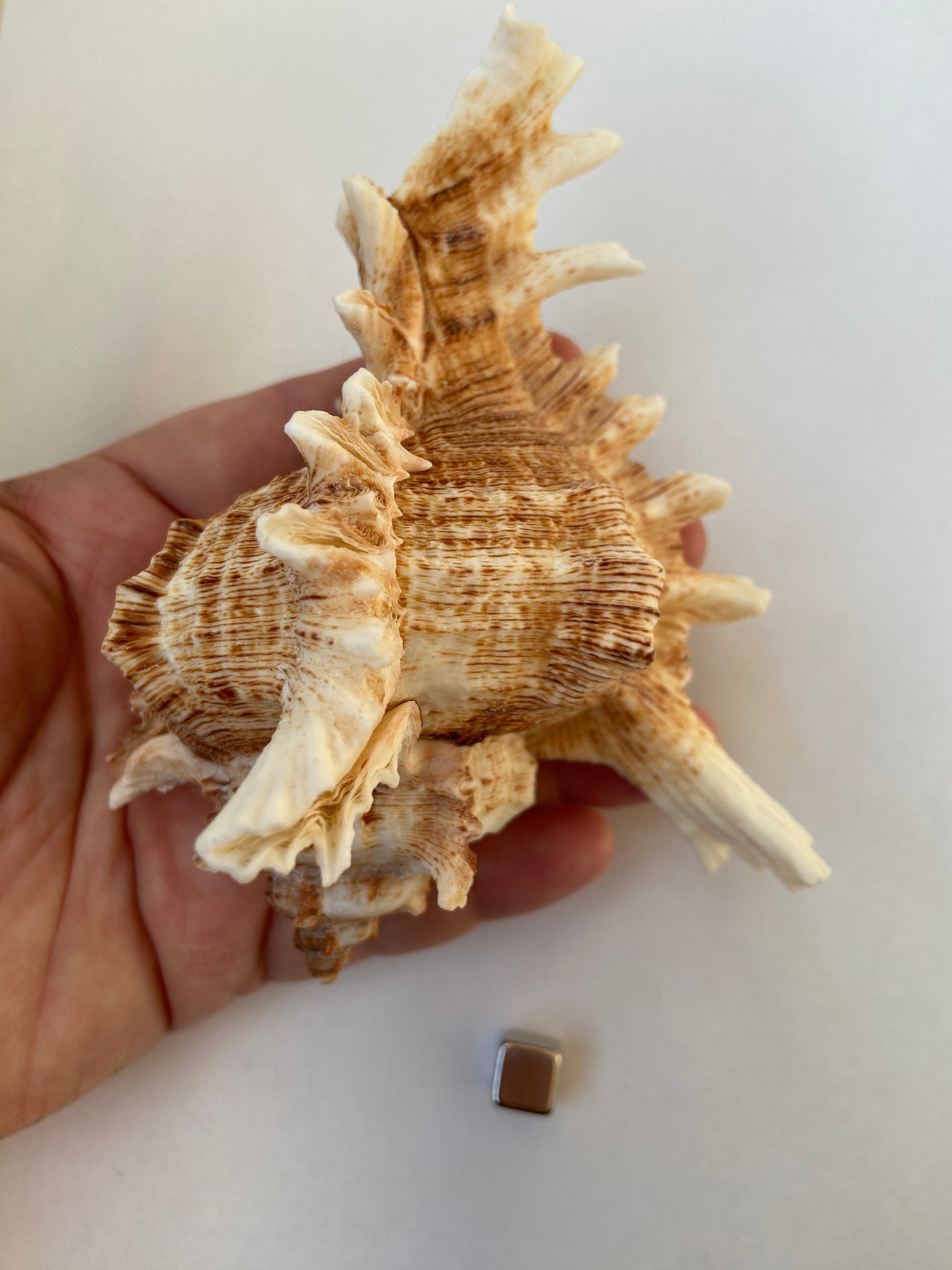 Konkylie – beskytter auraen og renser energifeltet for tung energi.