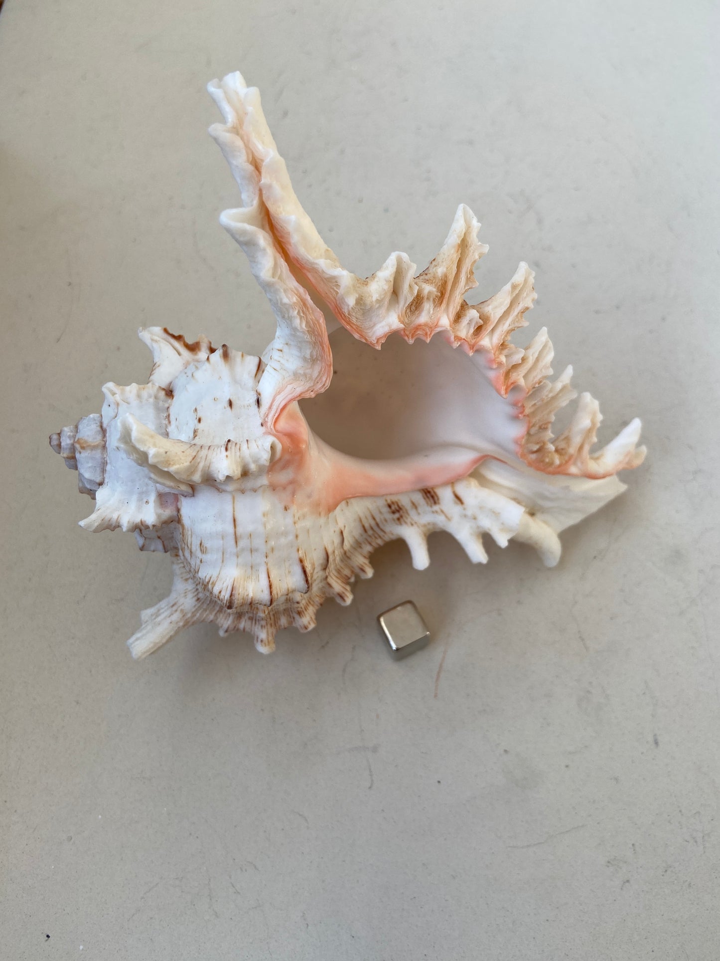 Konkylie – fremmer klar kommunikation og åbner for halschakraets energi.