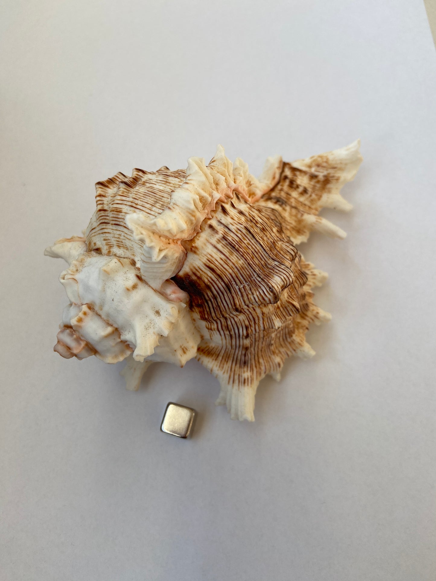 Konkylie – naturlig havskal, der bringer beskyttelse, indre ro og blid havenergi.