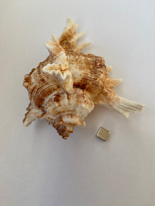 Konkylie – styrker intuition og hjælper med at modtage spirituel indsigt.