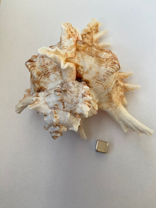 Konkylie – støtter hjertechakraet og skaber følelsesmæssig balance.