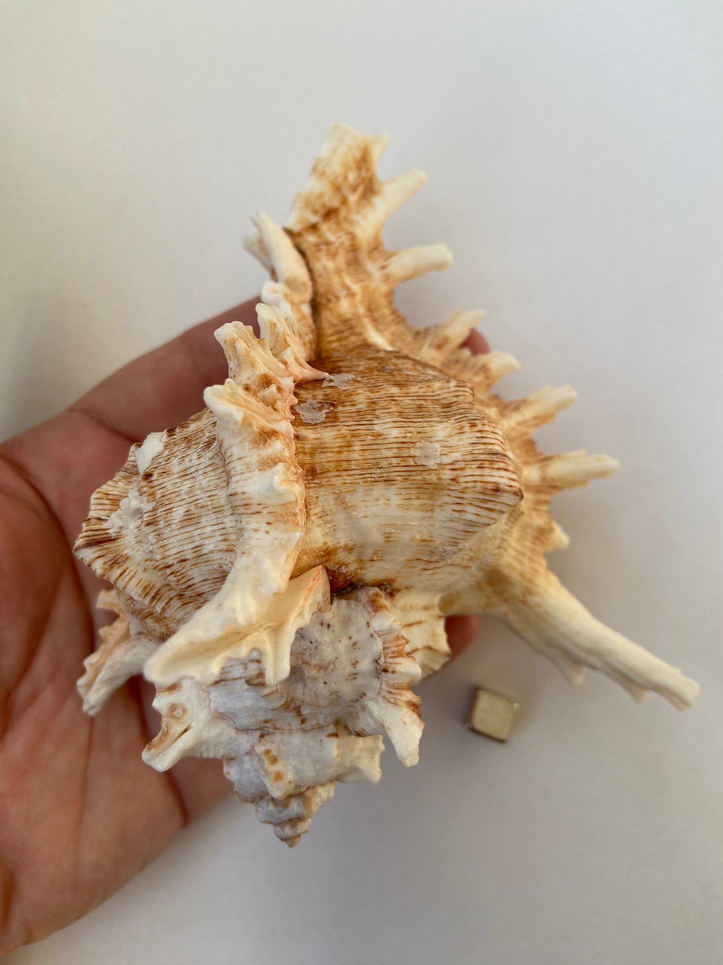 Konkylie – perfekt til meditation, forbinder dig til havets urkraft og universets rytme.