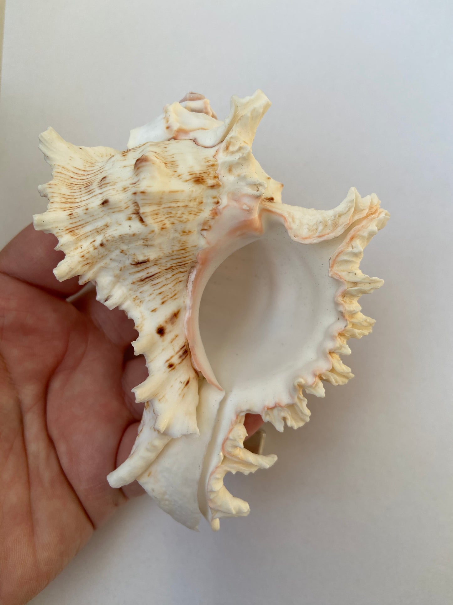 Spiralformet konkylie – symbol på harmoni, intuition og livets cyklus.