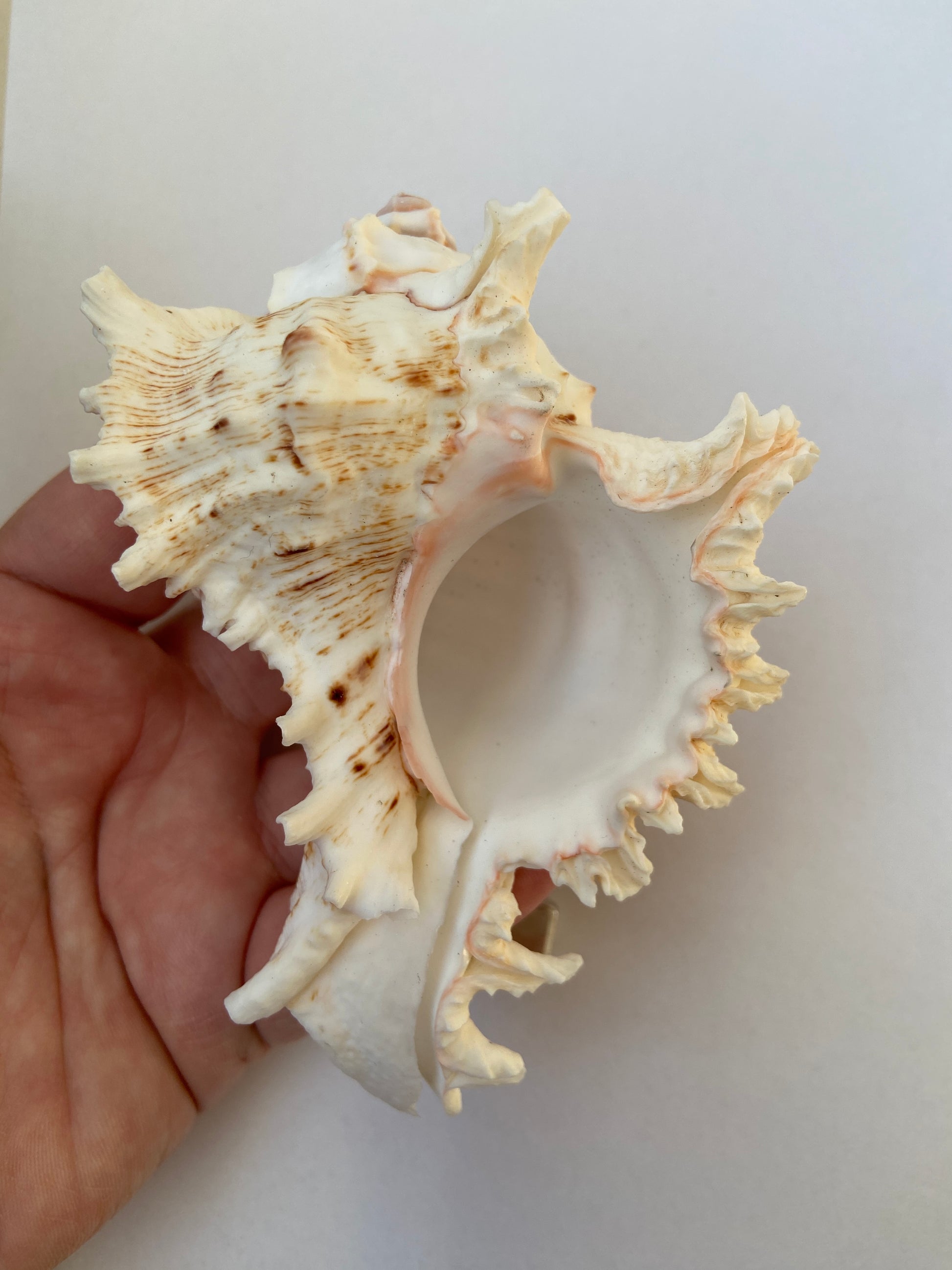 Spiralformet konkylie – symbol på harmoni, intuition og livets cyklus.