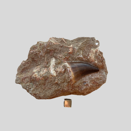 Mosasaurus fossil med tand og knogler – symbol på urkraft, transformation og visdom