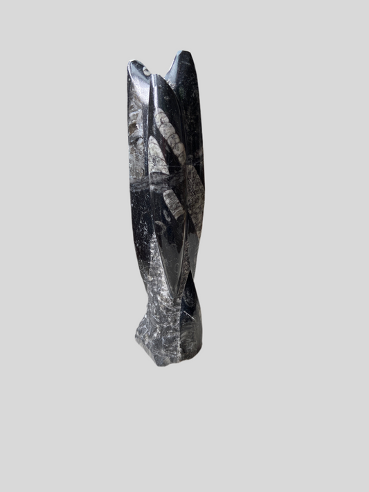 Orthoceras fossil – 400 mio. år gammelt fossil med kraftfuld spirituel energi.